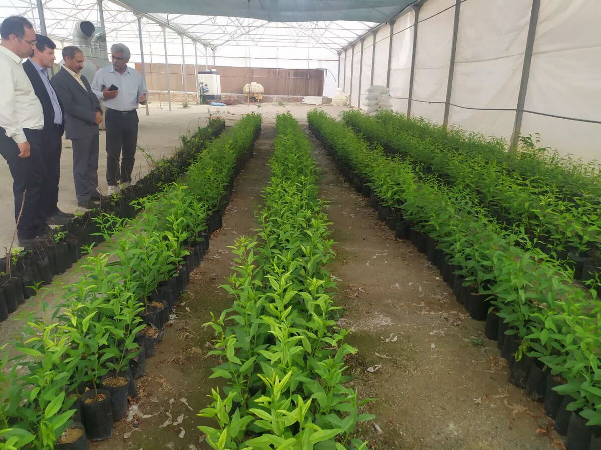 تولید ۳۵۰ هزار اصله نهال گردو و بادام در راستای طرح ملی کاشت یک میلیارد درخت