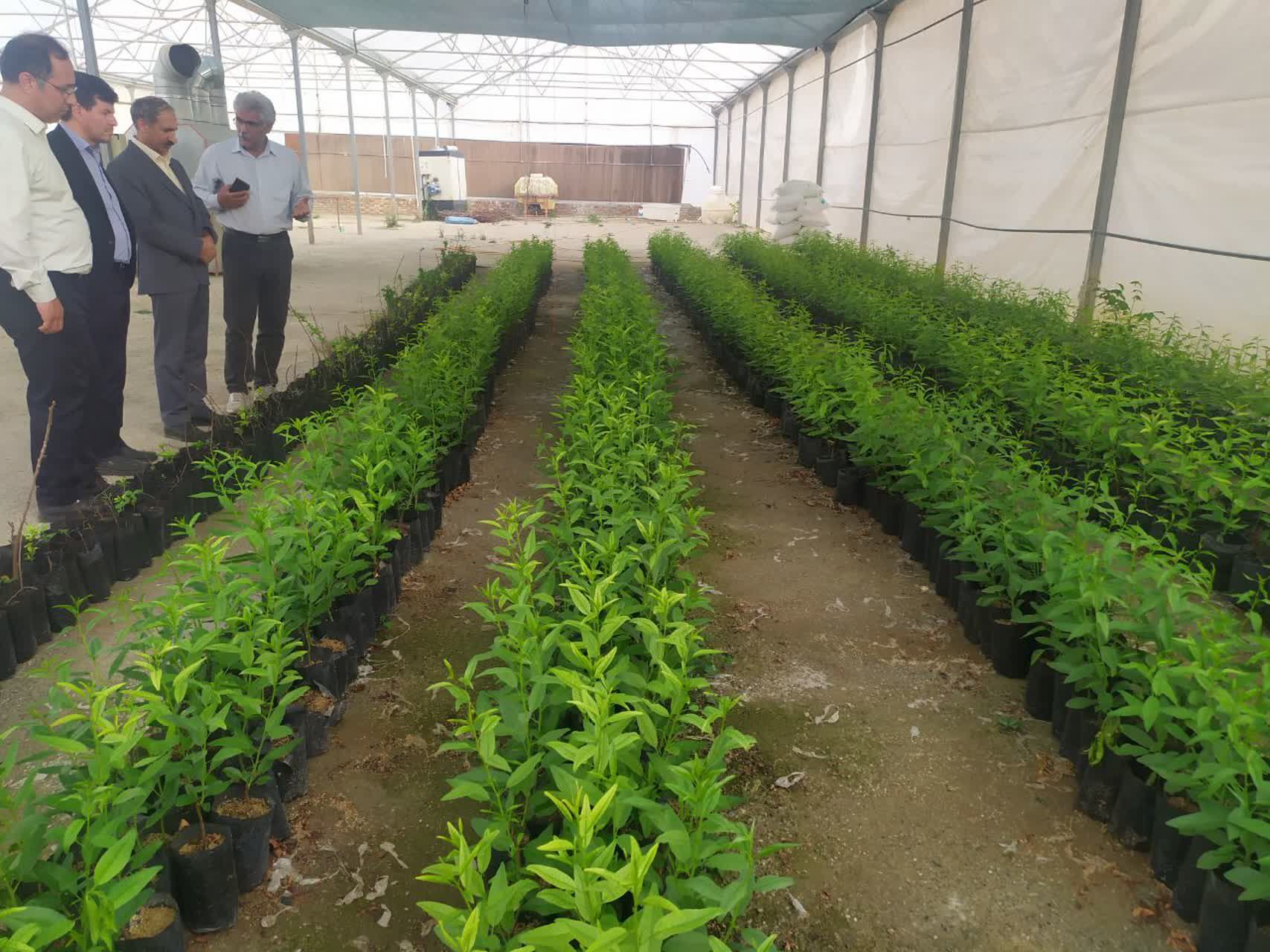 تولید ۳۵۰ هزار اصله نهال گردو و بادام در راستای طرح ملی کاشت یک میلیارد درخت