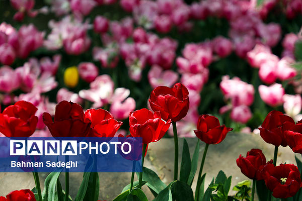 فصل لاله‌ها در بوستان باغ ایرانی
