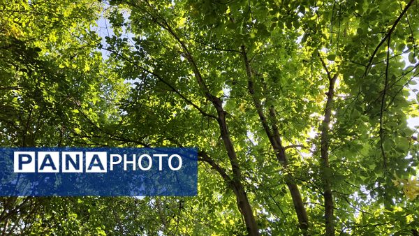 مارکده، سرزمین طلایی بادام و گردو؛ گنجینه‌ای از طعم و سنت در دل سامان