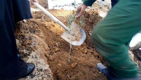 جشن روز درختکاری در بامشار کاشمر 