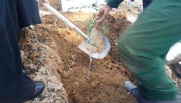 جشن روز درختکاری در بامشار کاشمر 