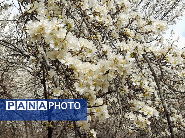 شکوفه‌های بهاری بر قامت درختان ‌