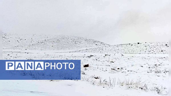 صبحی که خورشید جایش را به برف داد