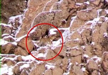 مشاهده و ثبت تصویر پلنگ ایرانی در پارک ملی لار تأیید شد