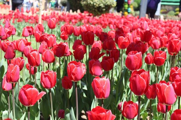 حال و هوای جشنواره  لاله‌های کرج 