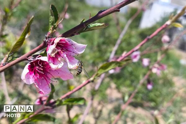تصاویری از طبیعت زیبا و دیدنی روستای بردج