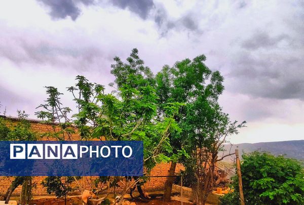 میانکوه در این روز‌ها همچون نگینی سبز می‌درخشد