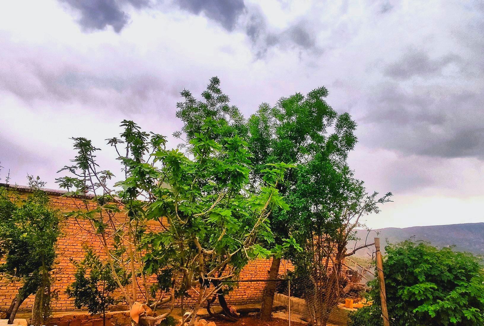 میانکوه در این روز‌ها همچون نگینی سبز می‌درخشد