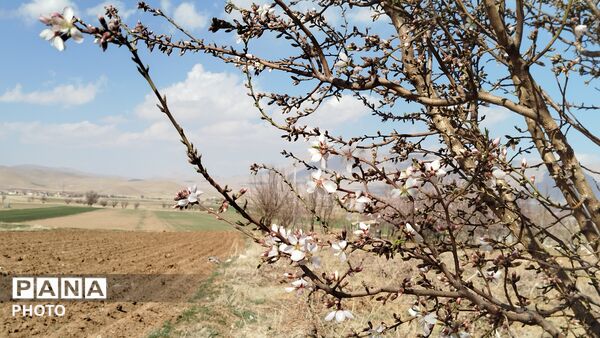 بهار در دزک جوانه زد