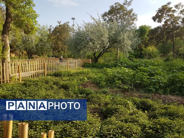 اردیبهشت زیبای باغ گیاهشناسی مشهد