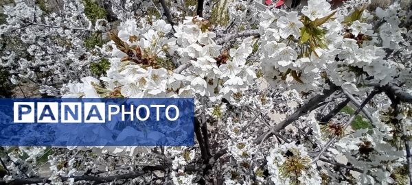 شکوفه‌های بهاری در شهرستان سملقان