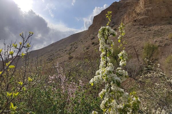 شهر بار نگین سبز خراسان رضوی میزبان فصل بهار 