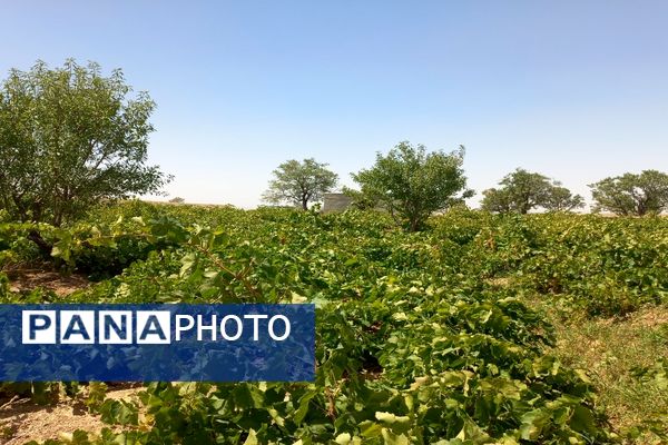 آغاز فصل برداشت انگور از باغات روستای گزکوه فاروج