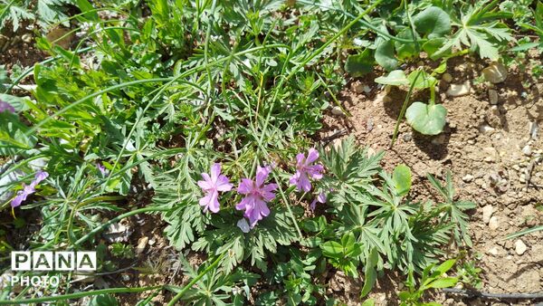 زیبایی‌های دره‌باغ؛ مجموعه‌ای از تصاویر بکر و دیدنی
