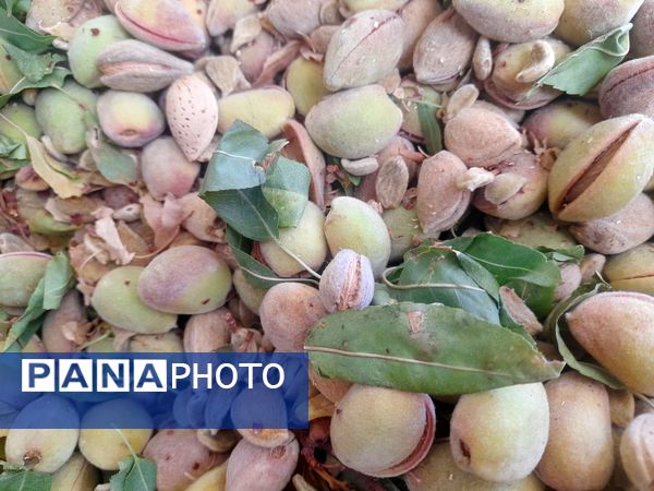 مارکده، سرزمین طلایی بادام و گردو؛ گنجینه‌ای از طعم و سنت در دل سامان