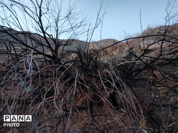 درهٔ پرستو ها در شهر نیشابور