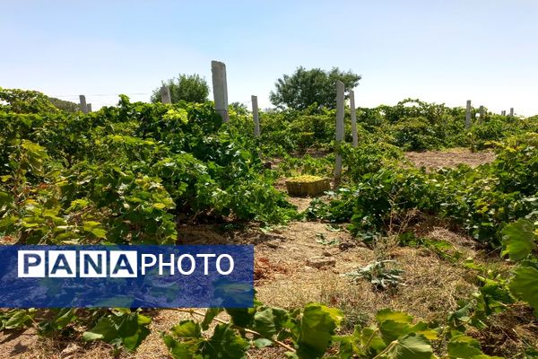 آغاز فصل برداشت انگور از باغات روستای گزکوه فاروج