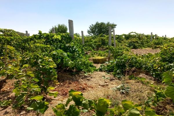 آغاز فصل برداشت انگور از باغات روستای گزکوه فاروج