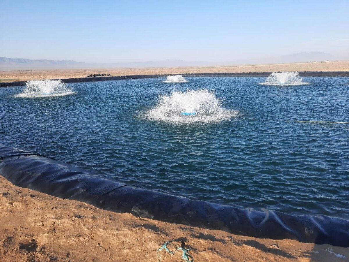 آغاز به کار واحد شیلاتی پرورش بچه‌ماهی قزل‌آلا در منطقه