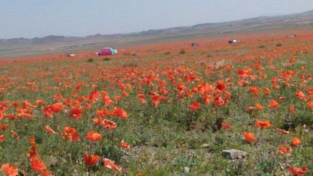 دشت شقایق‌های وحشی ملارد، یکی از دشت‌های نادر ایران