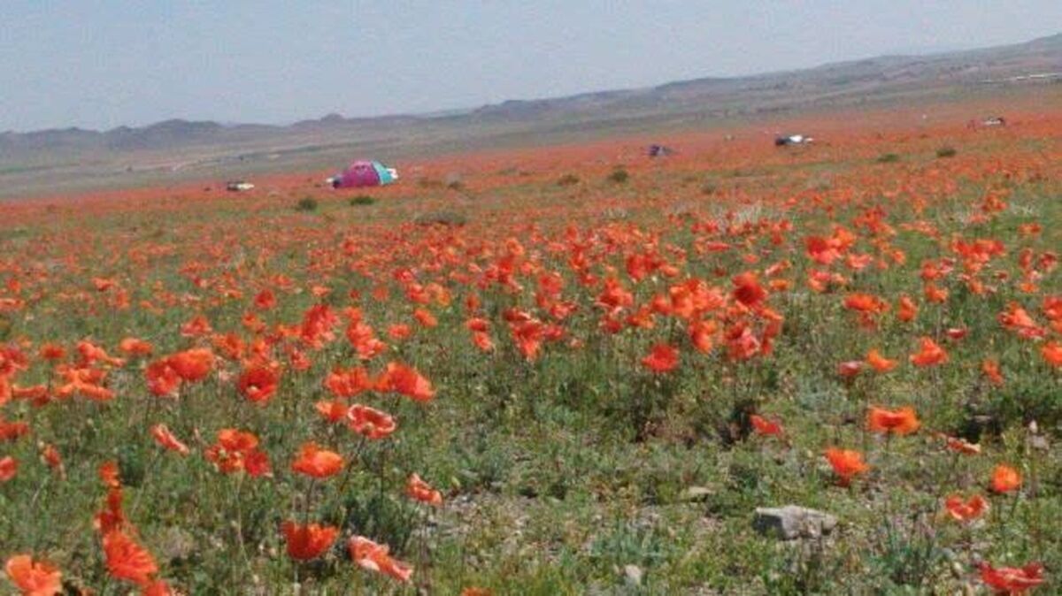 دشت شقایق‌های وحشی ملارد، یکی از دشت‌های نادر ایران