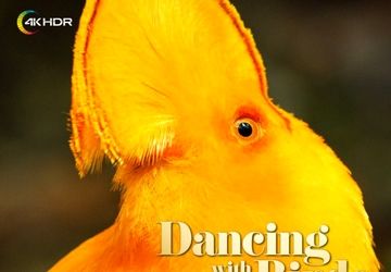 پخش «رقص با پرندگان» با کیفیت 4K-HDR از شبکه فراتر