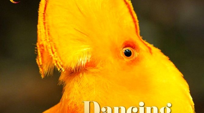 پخش «رقص با پرندگان» با کیفیت 4K-HDR از شبکه فراتر