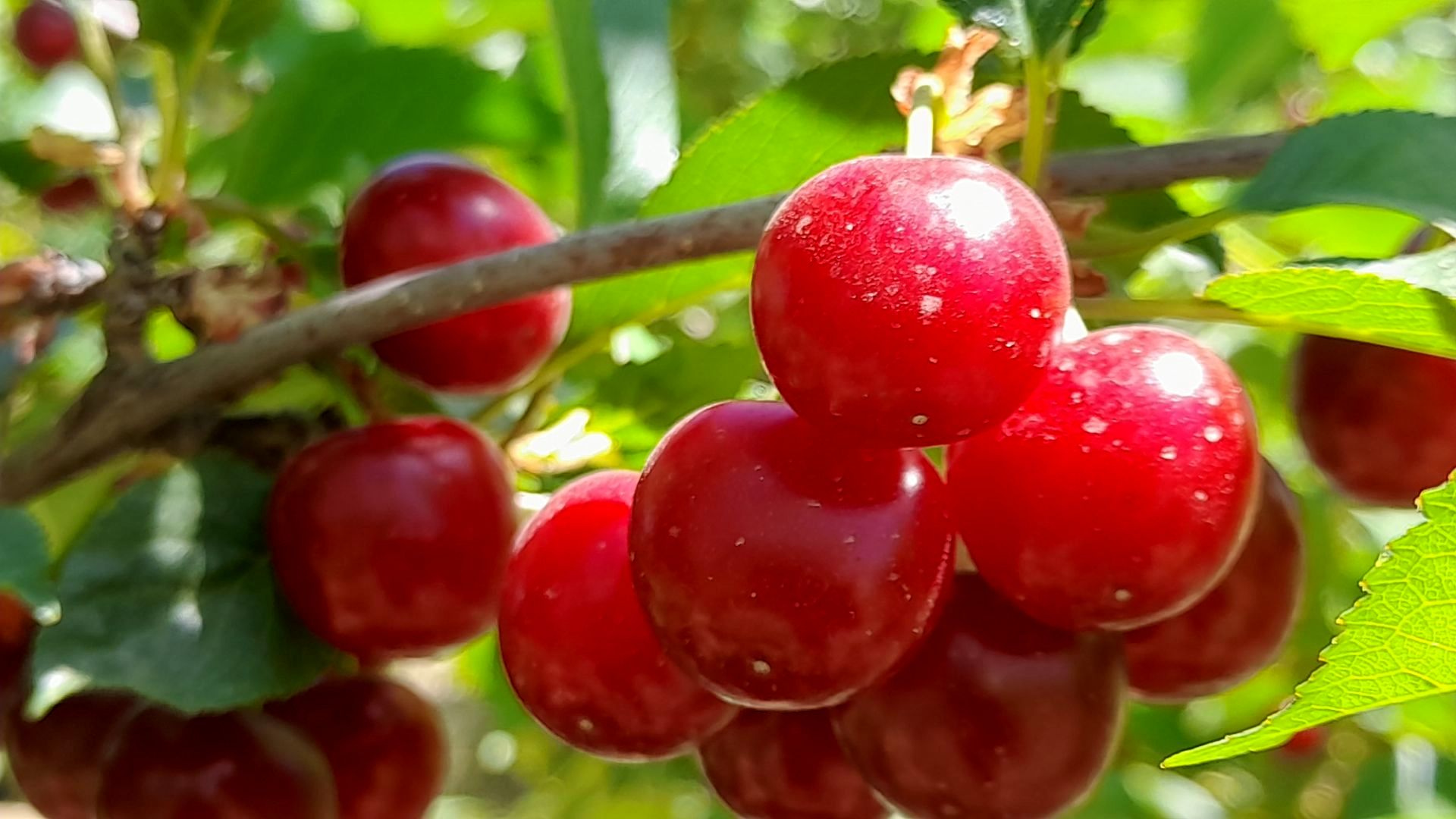 میوه‌های خوش‌رنگ و لعاب بهاری در روستای مارکده