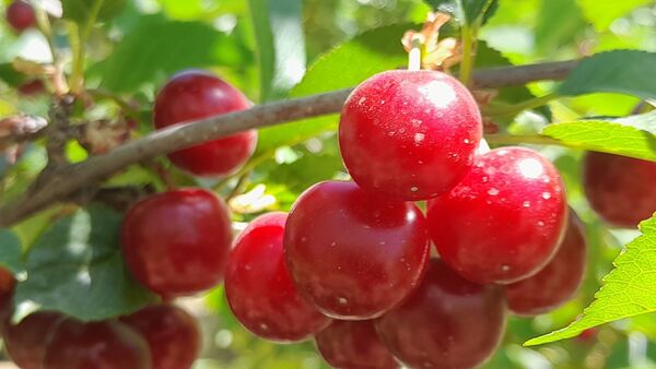 میوه‌های خوش‌رنگ و لعاب بهاری در روستای مارکده