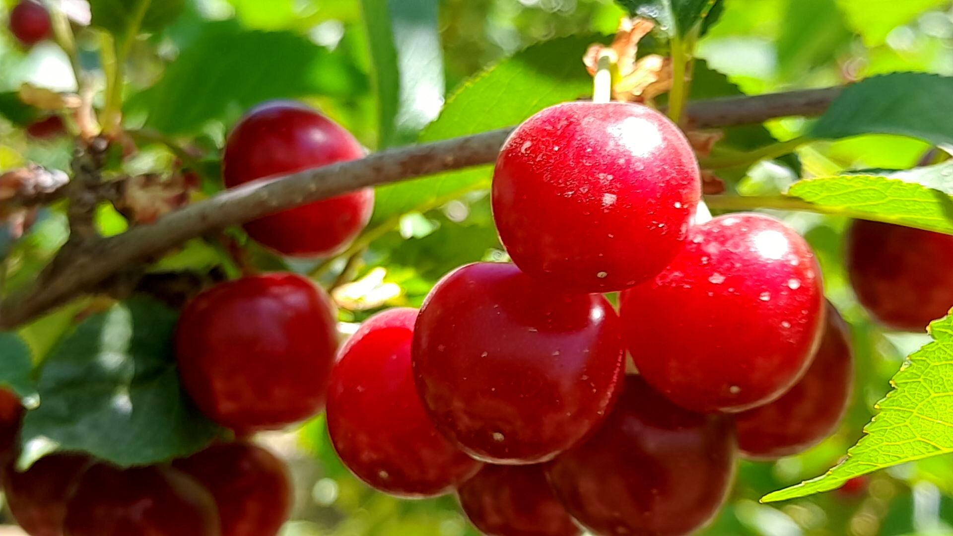 میوه‌های خوش‌رنگ و لعاب بهاری در روستای مارکده
