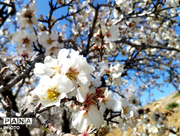 شکوفه‌هایی که تویسرکان را قاب تازه زدند