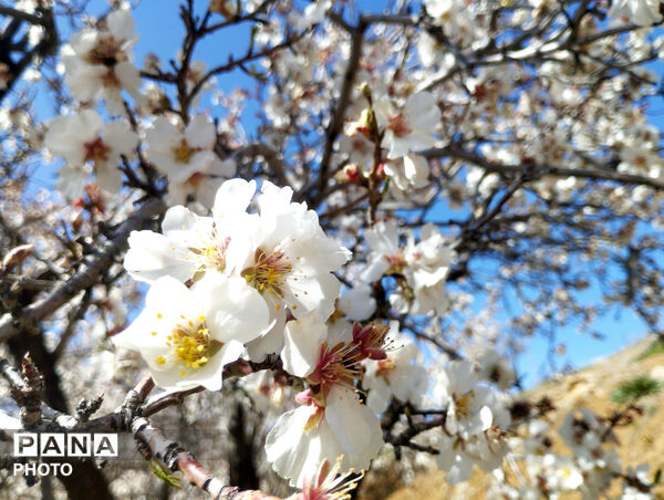 شکوفه‌هایی که تویسرکان را قاب تازه زدند