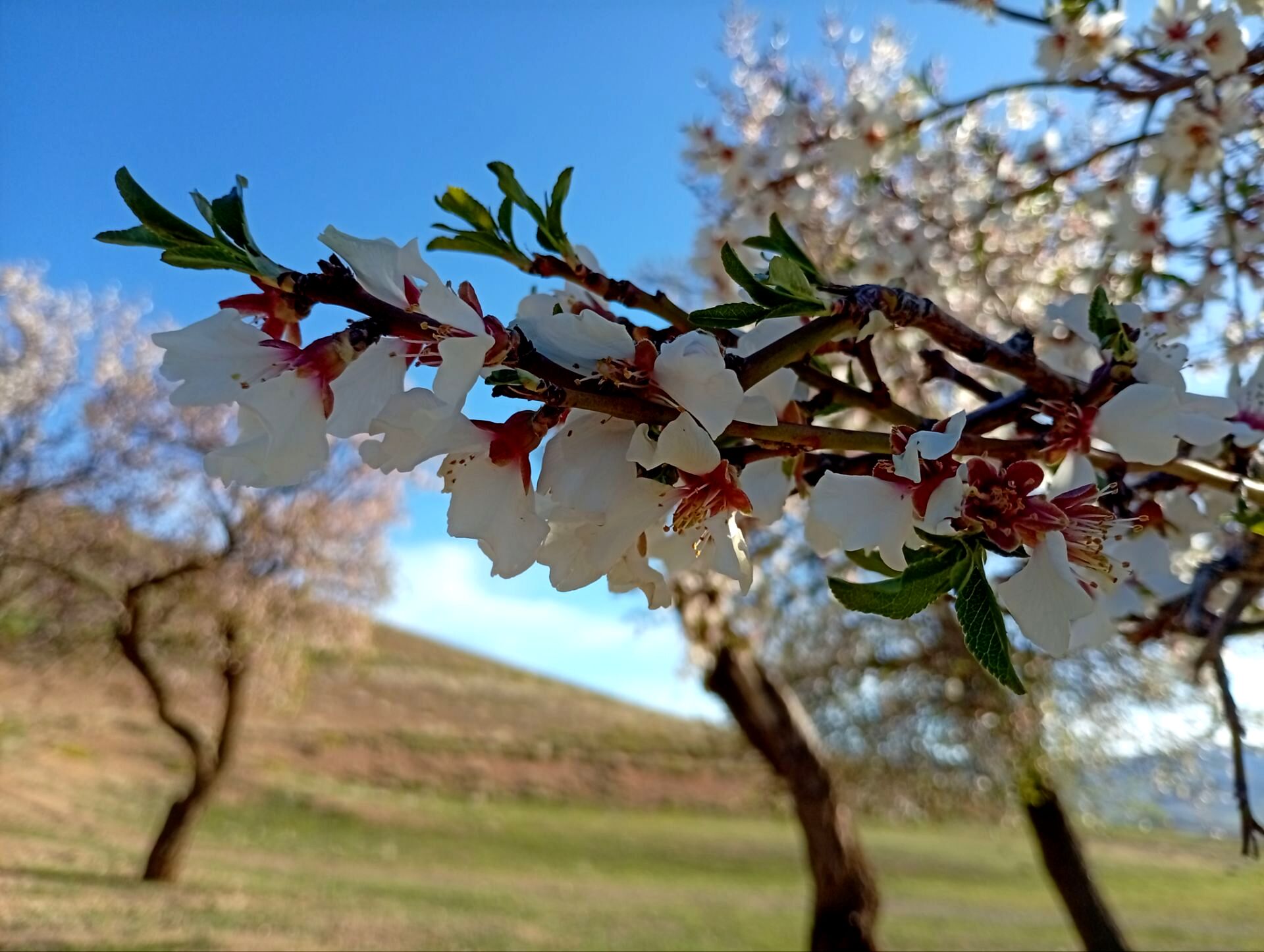 بهار در چشمانِ شکوفه‌ها