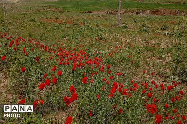 آلبوم تصویری از طبیعت زیبای شهر بار در اردیبهشت‌ماه  ۱۴۰۵ـ۲