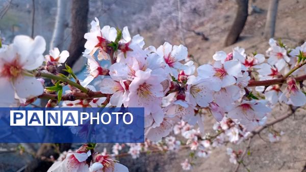شکوفه‌های بهاری بر قامت درختان ‌