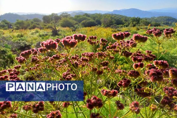 جلوه‌های بهاری طبیعت یاسوج