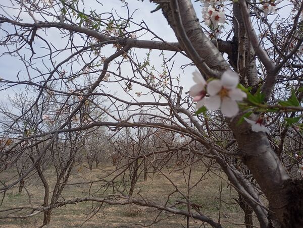  شکوفه های بهاری در روستای گزکوه