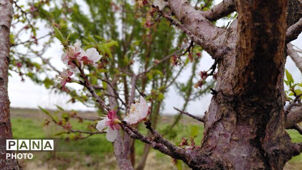 شاخه های درختان فتح آباد،ترانه‌ی شکفتن سرودند