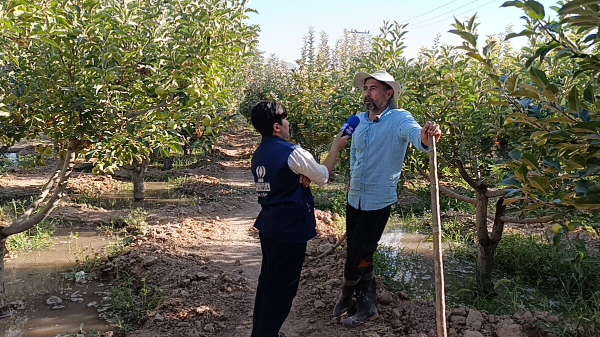 روستای شیرآباد سملقان؛ قطب تولید میوه‌های باکیفیت