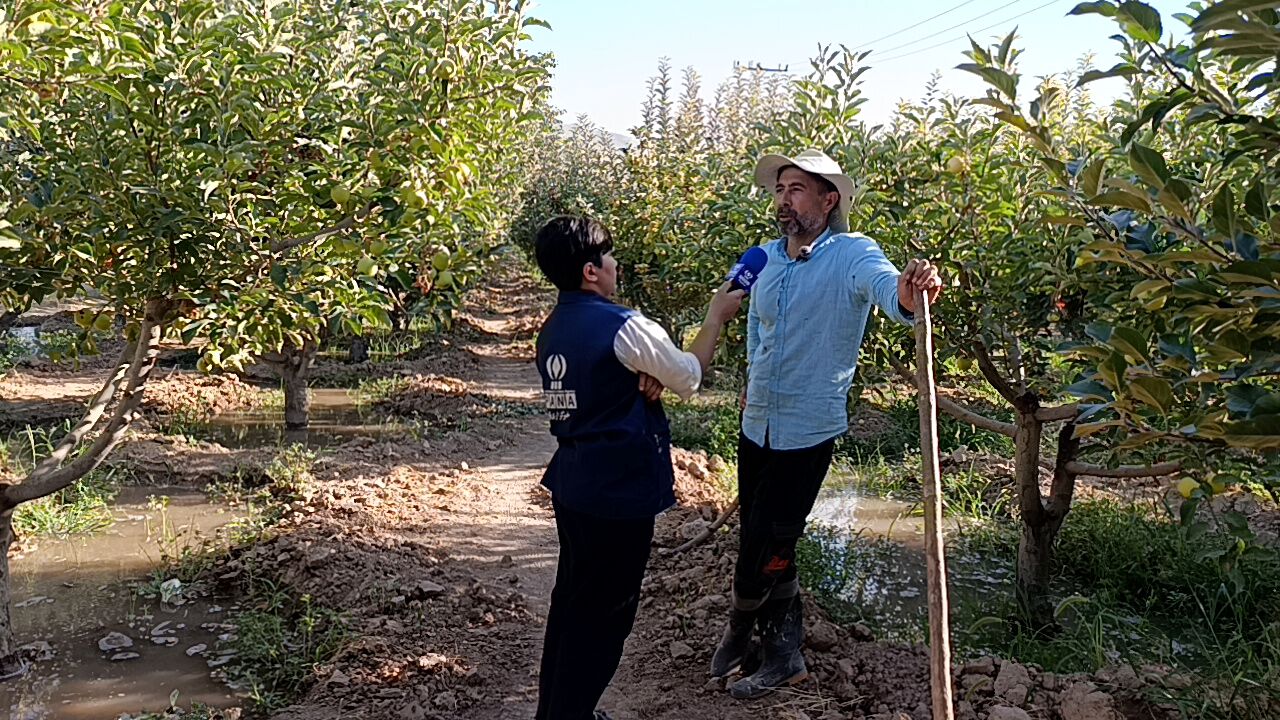 روستای شیرآباد سملقان؛ قطب تولید میوه‌های باکیفیت
