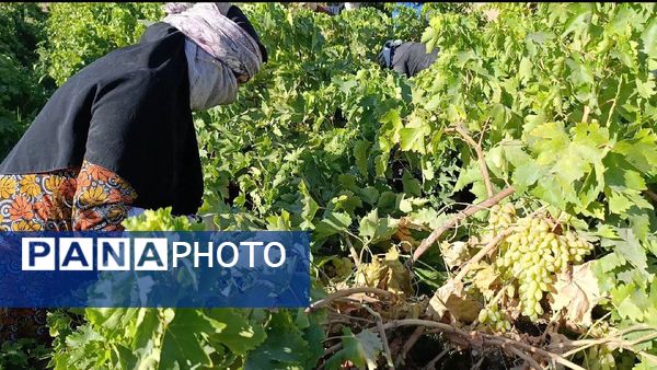 خسارت چند میلیارد تومانی چاه‌های موتور به باغات انگور