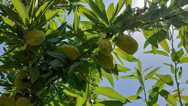 میوه‌های خوش‌رنگ و لعاب بهاری در روستای مارکده