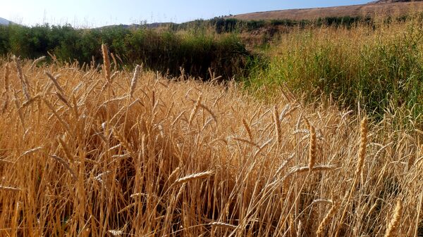 برداشت گندم در روستای بیدله