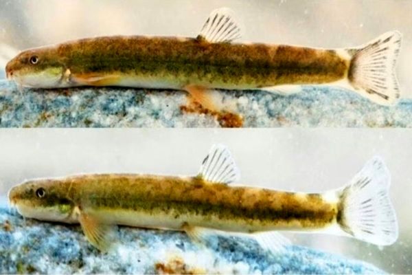 شناسایی گونه جدید سگ ماهی در لرستان