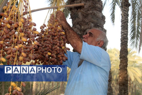 برداشت خرما در منطقه آبپخش