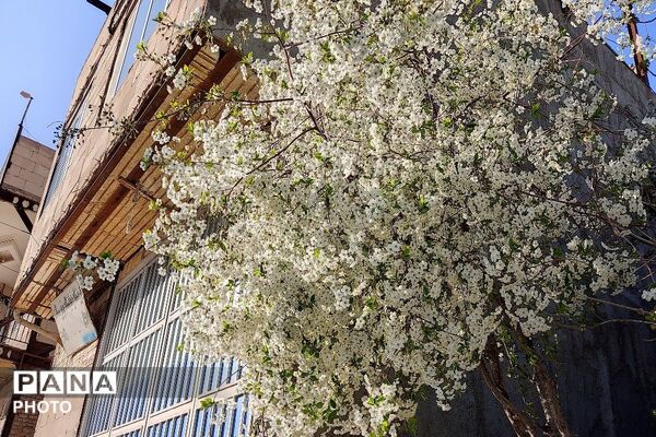 آلبوم تصویری از طبیعت زیبای شهر بار در اردیبهشت‌ماه  ۱۴۰۵ -1