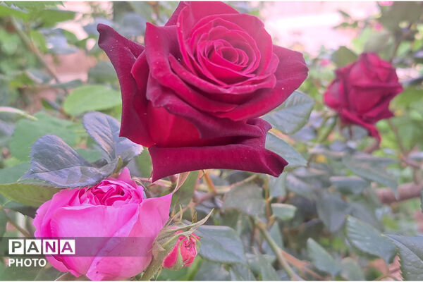 گل‌های زیبای بهاری