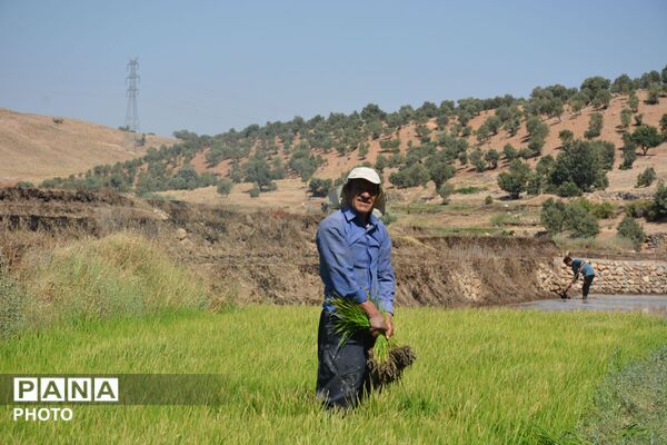 آغاز فصل تولکی در شالیزارهای روستای پلبریده