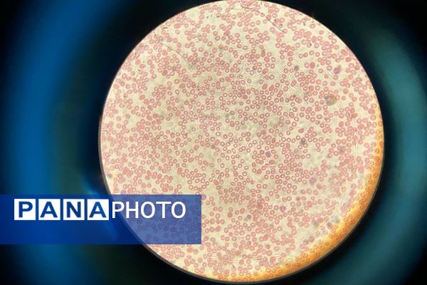 گامی در مسیر کشف حقیقت